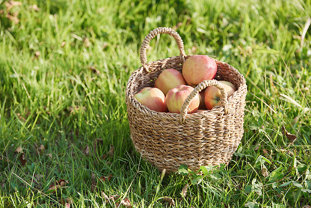 【りんごの栄養と豆知識】りんごを使ったスイーツ＆食事レシピ3種
