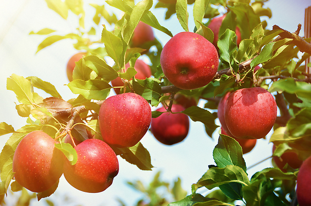 【実りの秋】栄養がギュギュっと詰まった「りんご」の魅力とは？