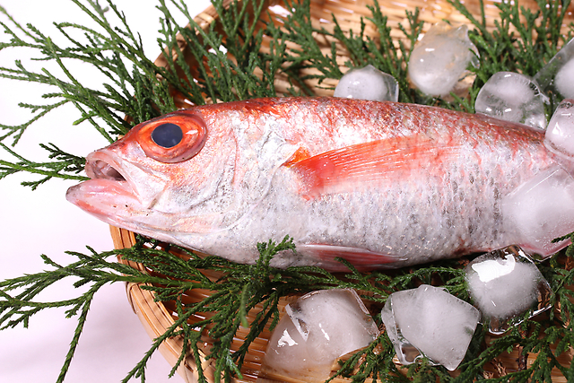 【新潟県のご当地食材】白身魚の王様「のどぐろ」の知られざる秘密とは？