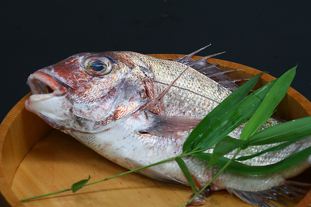 【徳島県のご当地食材】激しい潮流で育まれる「鳴門鯛」の魅力