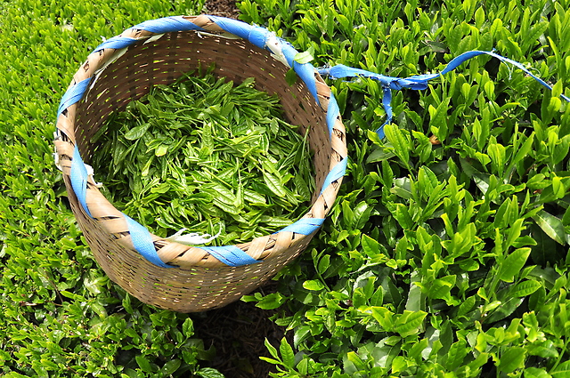【豊潤な香りが美味しい】「掛川茶」の歴史と美味しい淹れ方