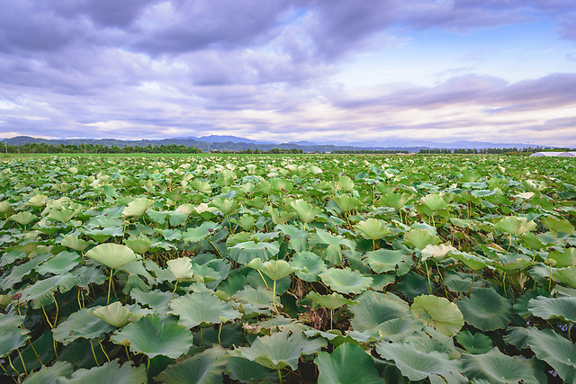 9つの穴が珍しい もっちり食感が魅力 山口県のご当地野菜 岩国レンコン ダイエットプラス