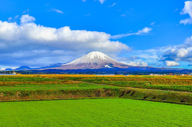 鳥取県のご当地食材 大山ブロッコリー の美味しさの秘密とは ダイエットプラス